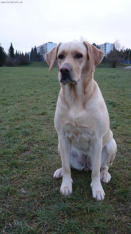 Foto: odpoledn� proch�zka-B�ra je v tom....v lednu budou miminka