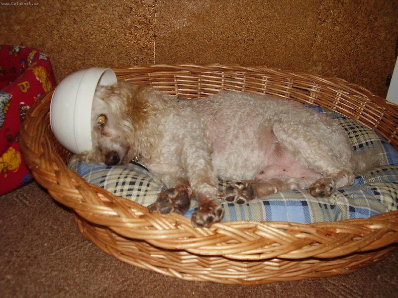 Foto: Na pam�tku Ri�inka...-Posledn� fote�ka Ri�inka alias voj�k