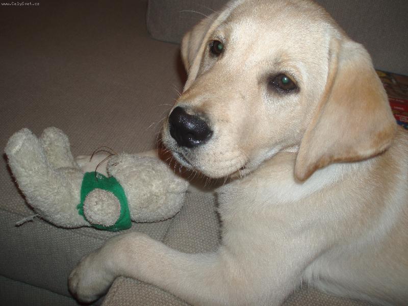 Foto:  Enninka-Na�e zlat��ko