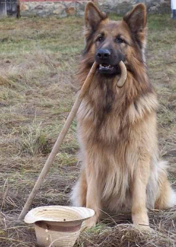 Foto: Ozzy z Gilanu-N�meck� ov��k dlouhosrst�