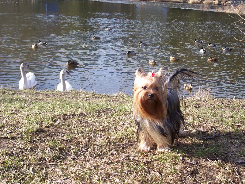 Foto: Bessy u �eky-Bessy u �eky