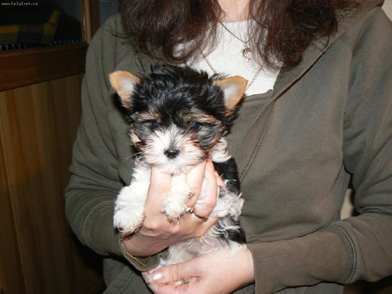 Foto: www.york-biewer-terier.cz-na�e poklady