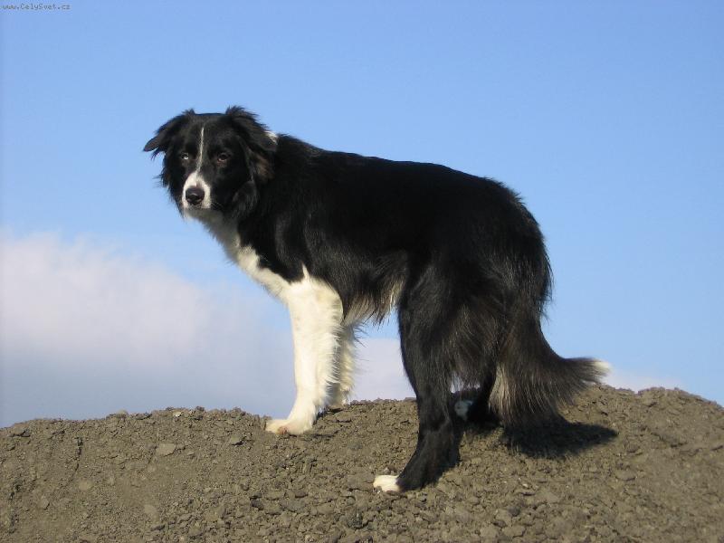 Foto: Carbo�ek-No tak tohle je moje borderka Carbi:)