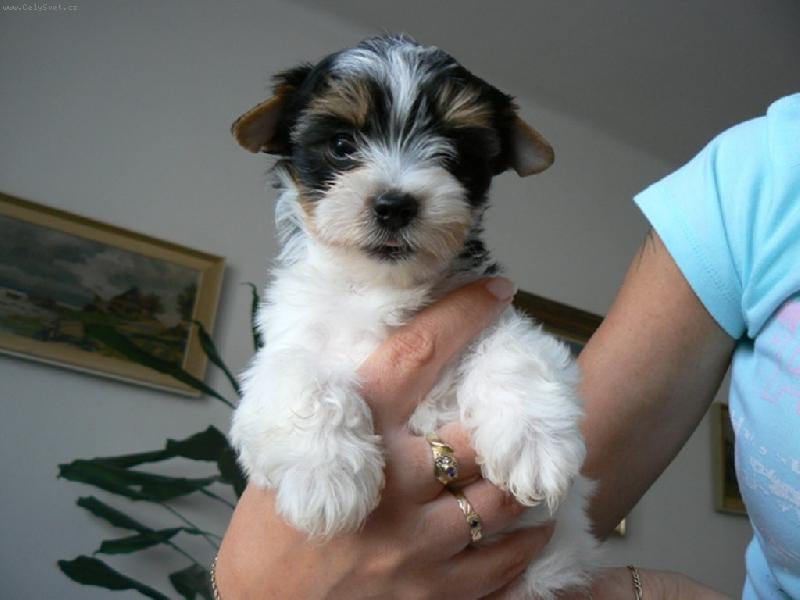 Foto: www.york-biewer-terier.cz-miminko
