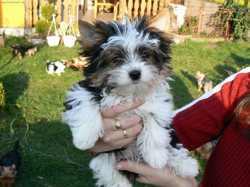 Foto: www.york-biewer-terier.cz-na�e poklady