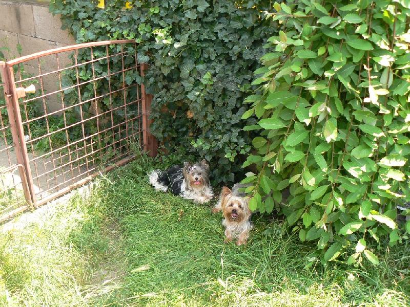 Foto: www.york-biewer-terier.cz-ve st�nu NE pod f�ky