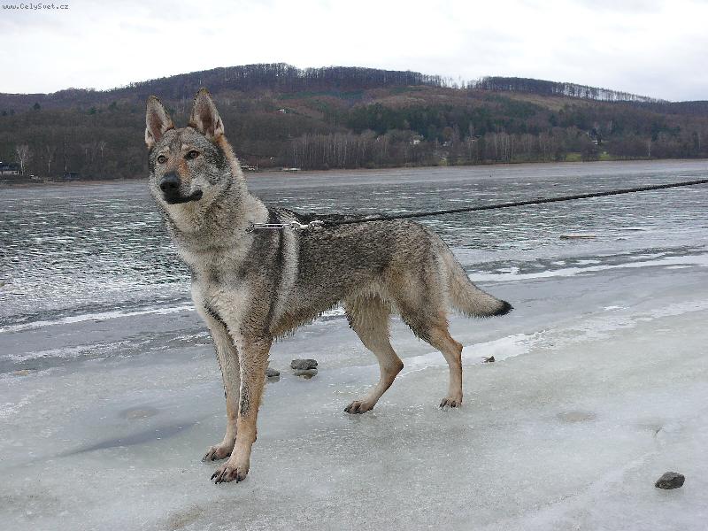 Foto: Annie z Hol�tejna-Na Brn�nsk� p�ehrad�