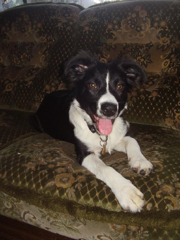 Foto: Na�e borderka Arnika-Na�� Arnice je p�l roku. Je to ��asn� stvo�en�. M�me j� v byt� a je �pln� vzorn�, i kdy� jsem se do�etla, �e do bytu vhodn� nejsou.