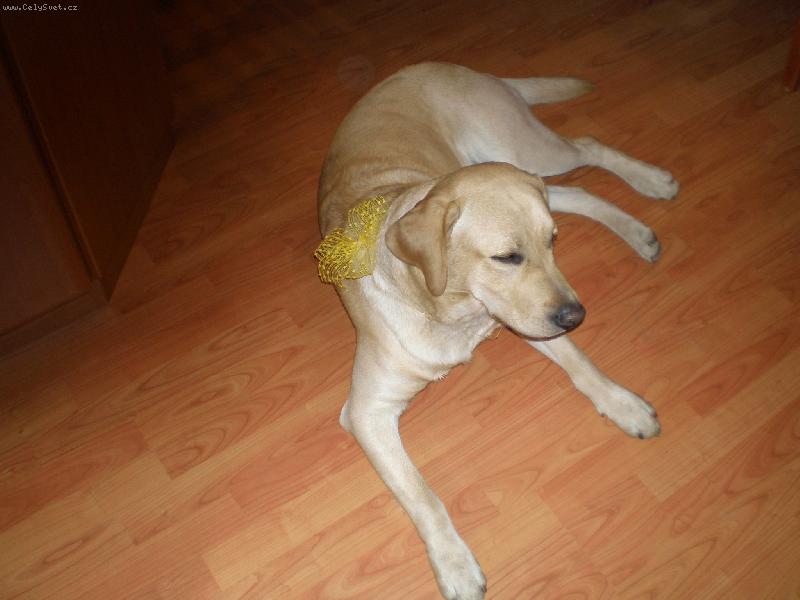 Foto: Lucky o V�noc�ch-Odpo�inek po j�dle