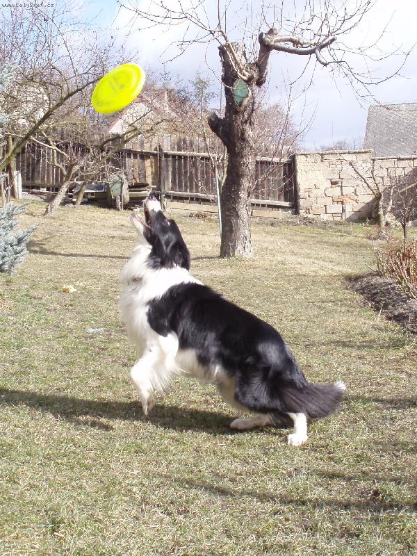 Foto: Dogfrisbee;-)