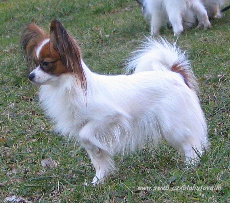 Foto: Eset porubsk� kv�t