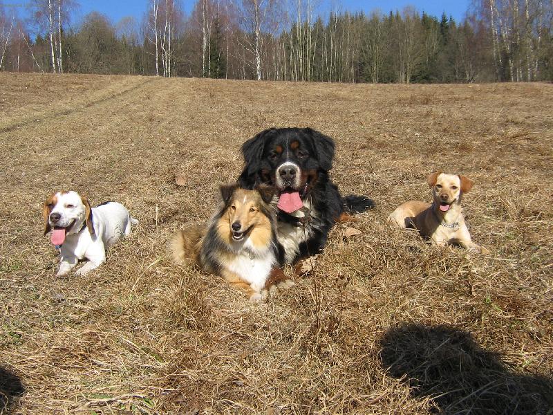 Foto: Brit, Beny, Ka�enka a Betynka-Ber���ek Brit, B�gl Ben�k, �eltie Ka�enka a k��enec jezev��ka Betynka