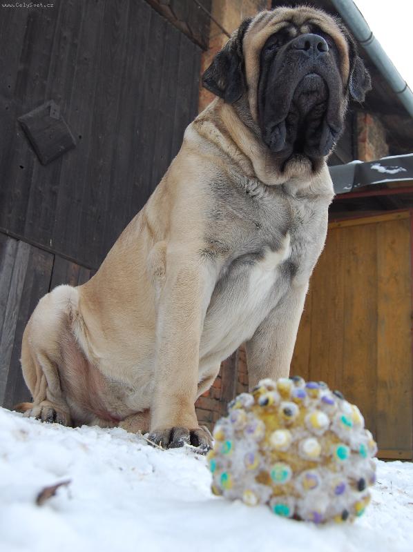 Foto: D�rek pod psa-Westgort Anticipation na www.mastiff.cz