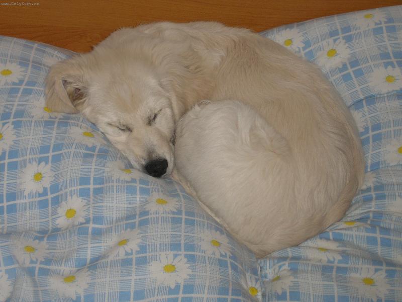 Foto: megy-zlat��ko