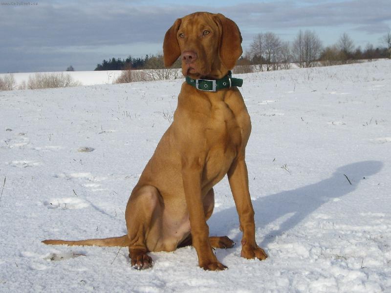 Foto: Barny na sn�hu-n� krasavec v 5 m�s�c�ch:)