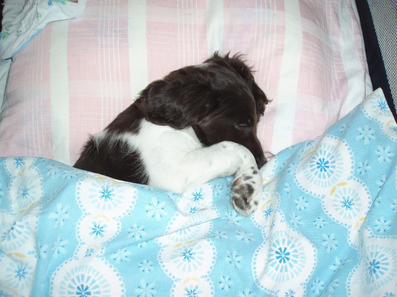 Foto: Ajka Gris Nero