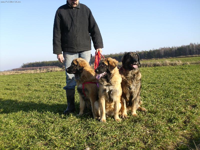 Foto: Apteka Natury FCI-Leonberger