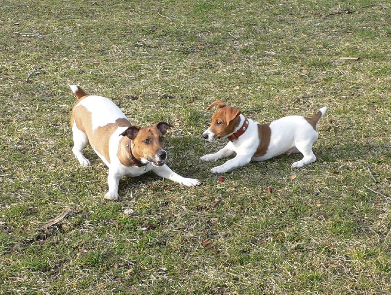 Foto: Jackie a Tobias-hr�tky