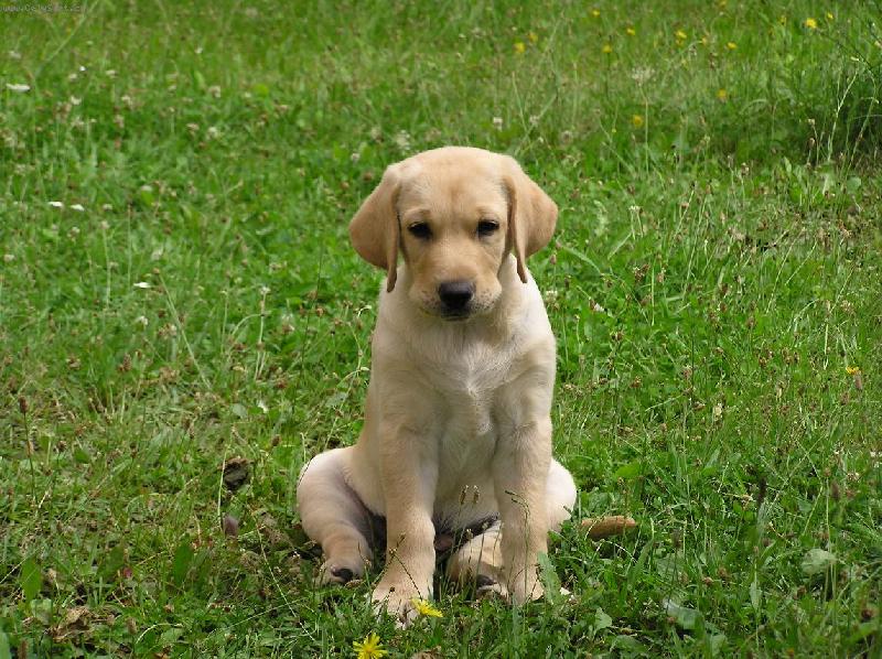 Foto: dvoum�s��n� And�sek-na louce r�d odpo��v�m