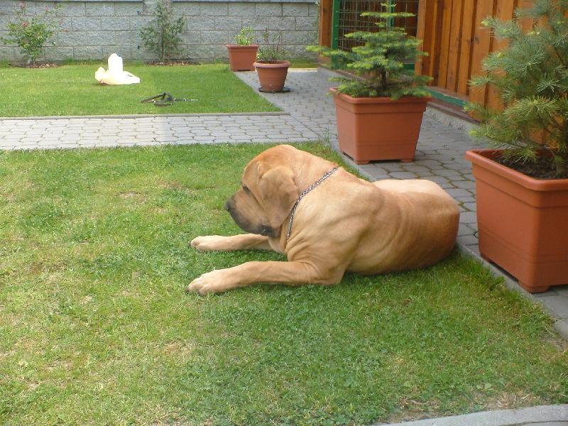 Foto: Bruno Imperio Dorado-Bruno   Fila Brasileiro