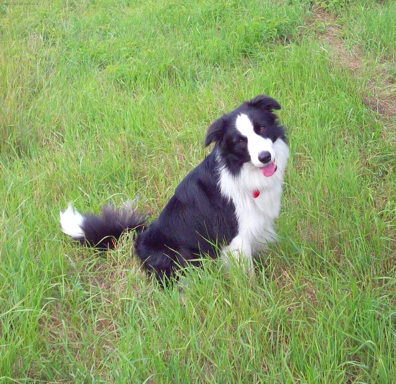 Foto: Falco-Falcovo roztomil� kuku�