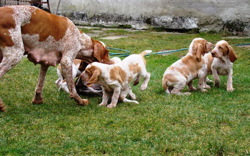 Foto: �t��ata Italsk�ho oha�e-�t��ata CHS di Witigenove - poprv� venku 7 t�dn�