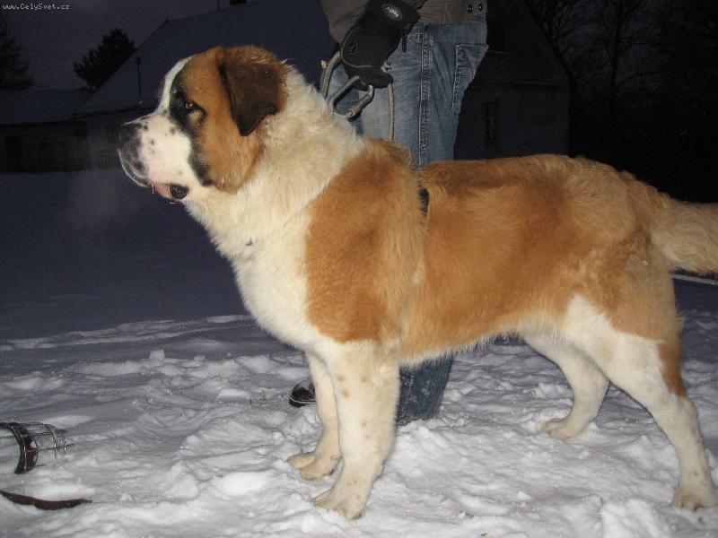 Foto: Bozsoki Harci Dirk-import ma�arsko-na�e 7m�s��n� miminko