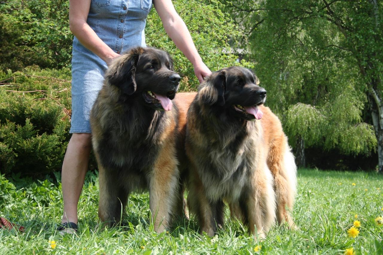 Foto: leonberger chovatelska stanice Ensson Bohemia