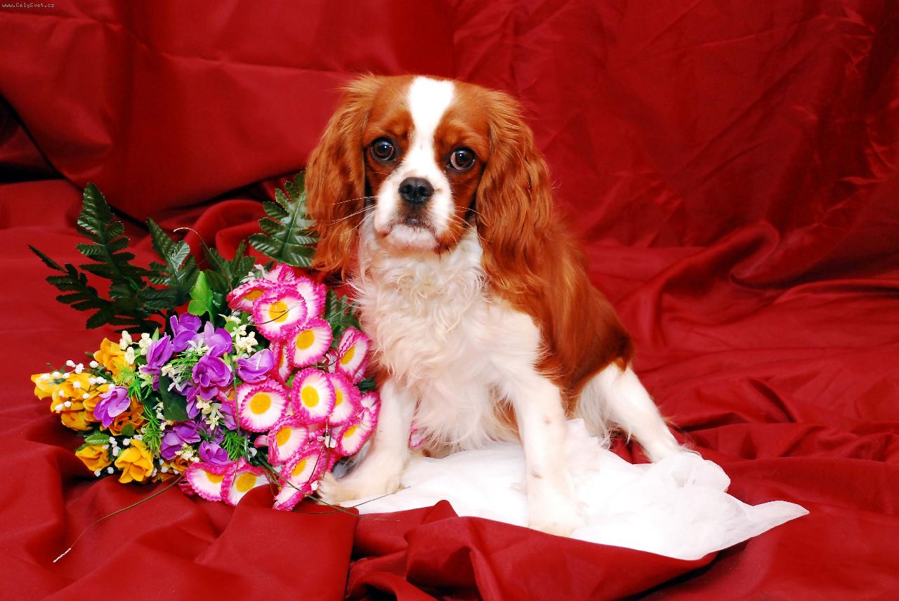 Foto: �okynka-Na�e zlat��ko �okynka