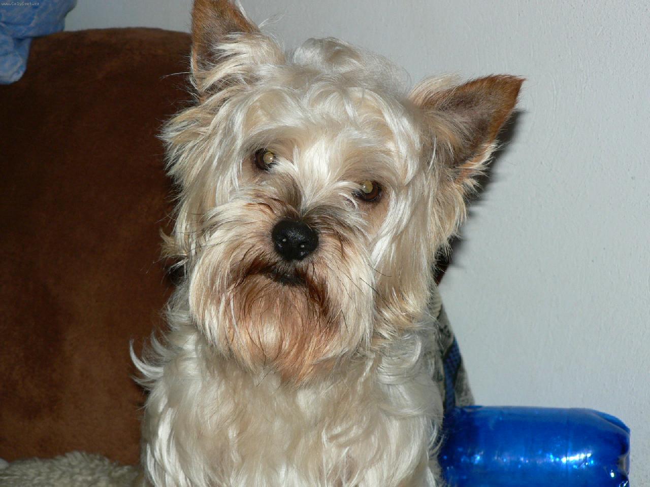 Foto: uz potrebuju holice