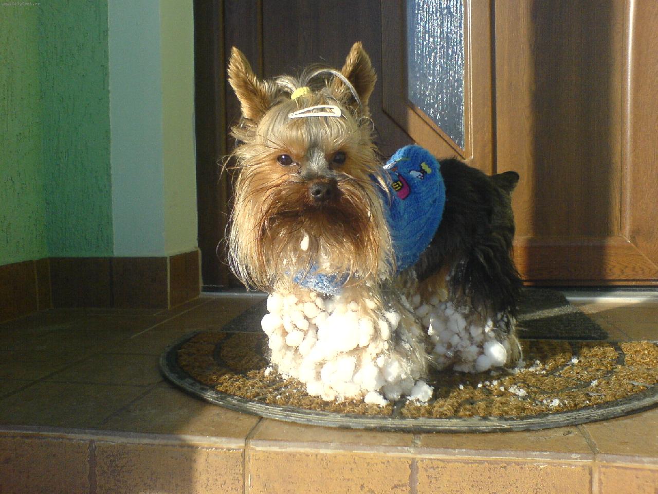 Foto: Jojo, ach ten sn�h....-Spee��nek m� sn�h moc r�d...