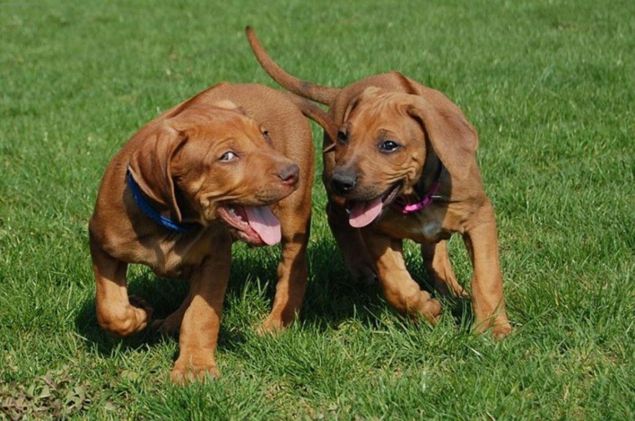 Foto: DAZZLING TAQ NERO a DANCING QUEEN