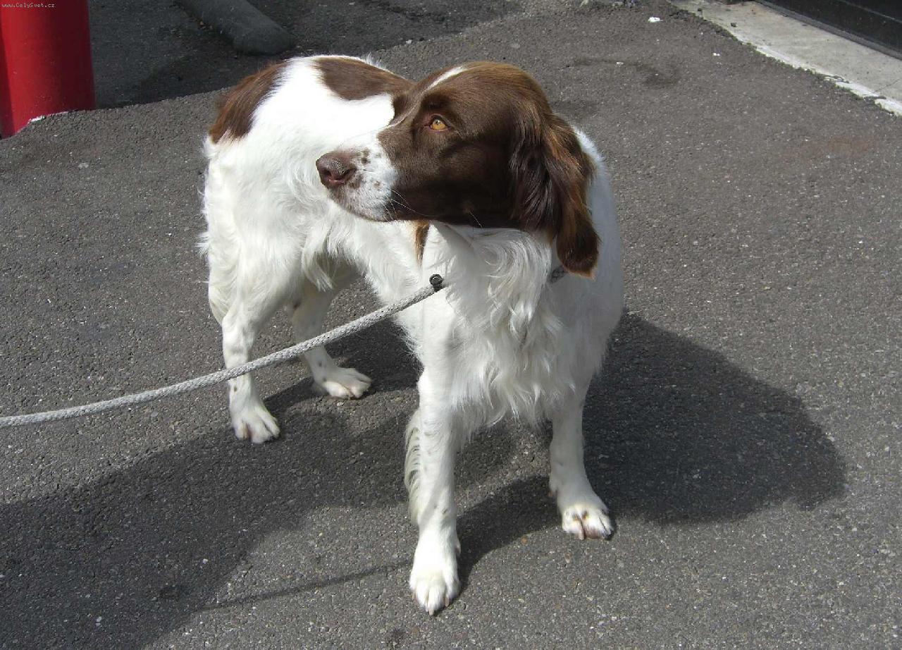 Foto: drentse patrijs-z vystavy