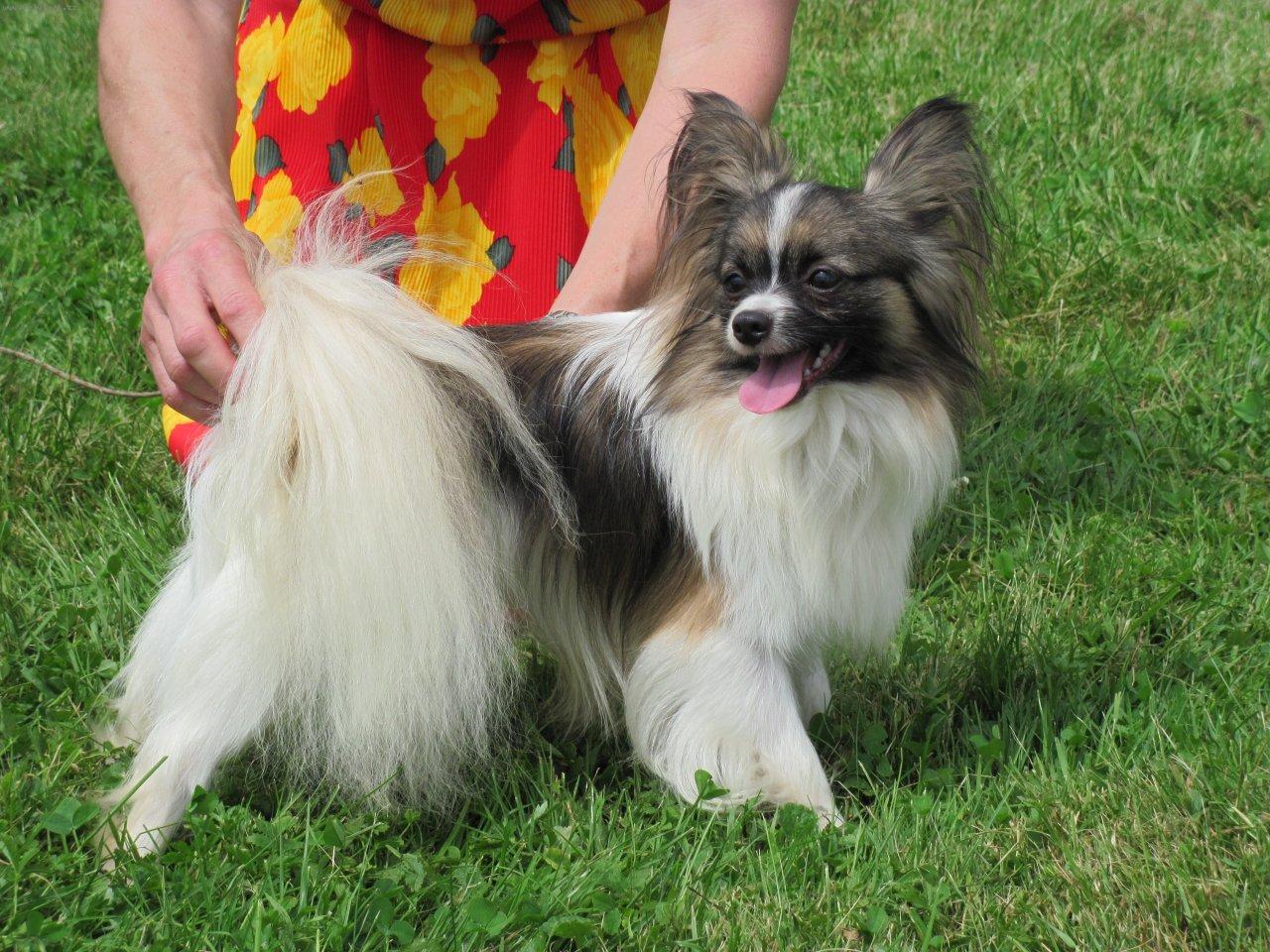 Foto: HURICAN Tiny Zonte-plemenn�k - 2,4 kg