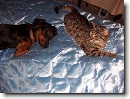 na�e mal� Tina-Koule