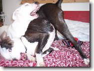 Fenky PItbulla a Argentinsk� dogy