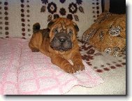 fenka Airin - 8 t�dn�