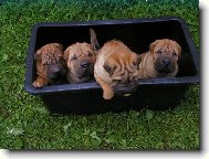 �arpej - �t��ata