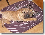 �arpej - �t�n� 7 t�dn�