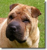 �arpej - fena Annie