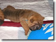 �t�n� Barney - 3 t�dny