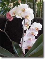 Phalaenopsis