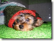  Kr�sn� oble�ek