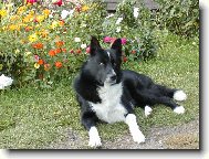 Karelk Ikar Nalle Bohemia