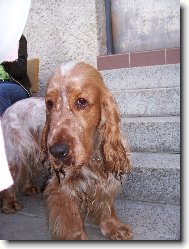 DAR ODrostl� �t�n�