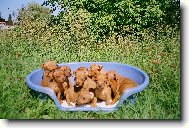 �tenatka trpasli�i pin�, chovna stanica Grotius/PL