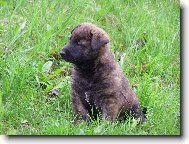 Holandsk� ov��k kr�tkosrst�