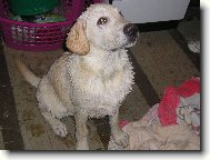 Damij�nek po koupeli