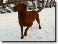 Ich.,Multi Ch.,Ch,pr�ce na�e \"Amanda\"