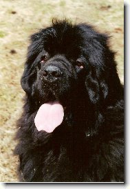 Anymae Doln� Chalupy